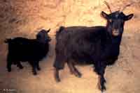 Le petit bétail des villages du Qinghai